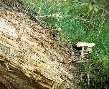 houby, Les, Příroda, Houbaření, stromu houba, mech, podzim