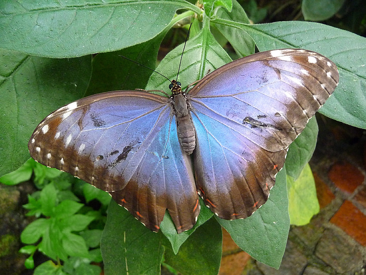 fjäril, Butterfly house mainau, blå, insekt, naturen, Butterfly - insekt, djur