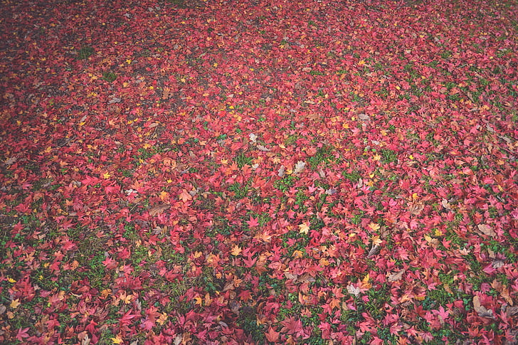 Foto, rojo, flor, campo, hojas, otoño, caída