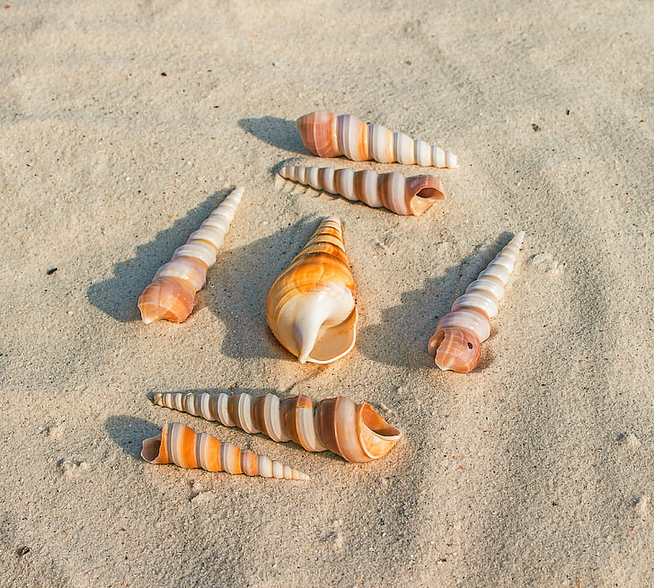 muslingeskaller, sand, Beach, Marine dyr, gastropod, molluskler, sommer