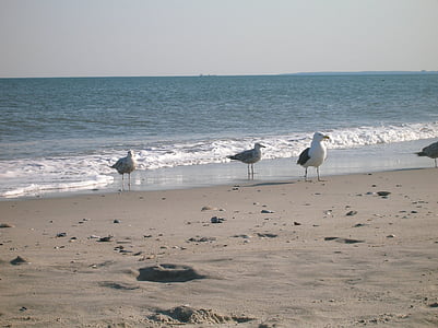 Kerstin mais, Rockaway beach, Queens, New york, burung camar, laut, Maritim