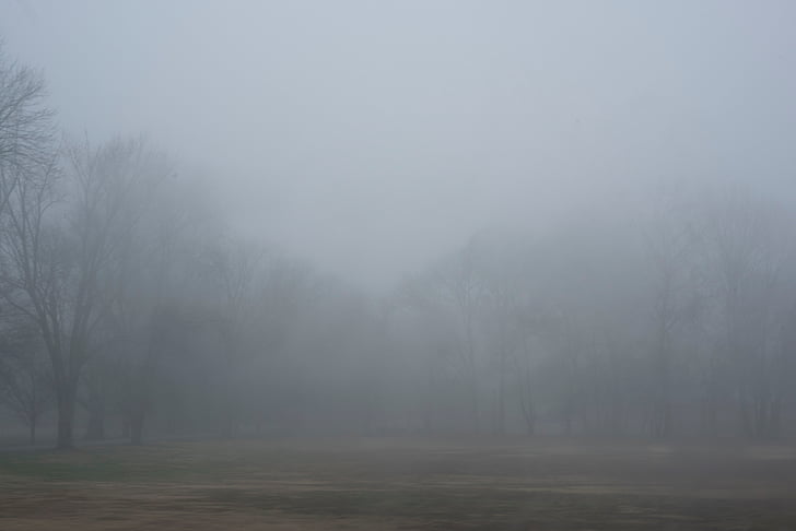 trees, plant, nature, outdoor, fog, cold, weather