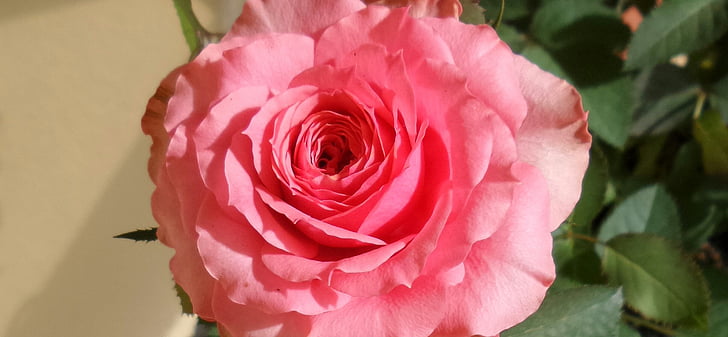 Rosa, gėlių spalva rausva, rožinė gėlė, Gamta, Romantizmas, pavasarį, grožio