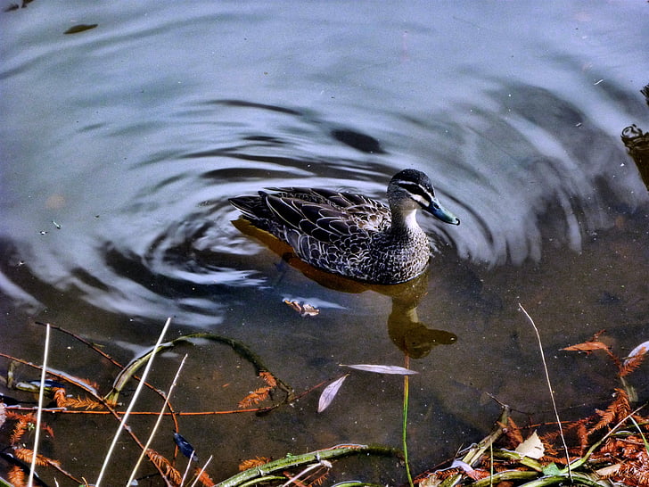 kachna, Wood duck, jezero, reflexe