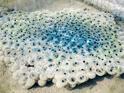 frog spawn, spawn, common frog, spawning bales, egg, frog eggs, pools