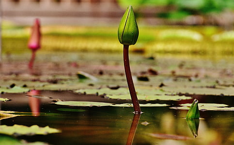 water lily, water, Bud, plant, vijver, Blossom, Bloom