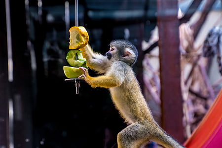 ลิงกระรอก, ลิง, äffchen, กิน, อยากรู้อยากเห็น, น่ารัก, สัตว์