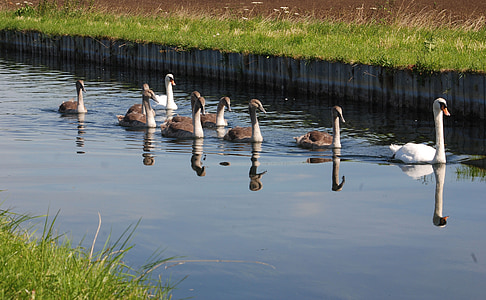 cisnes, pollos de cisne, agua, reflexión, naturaleza, Río, familia