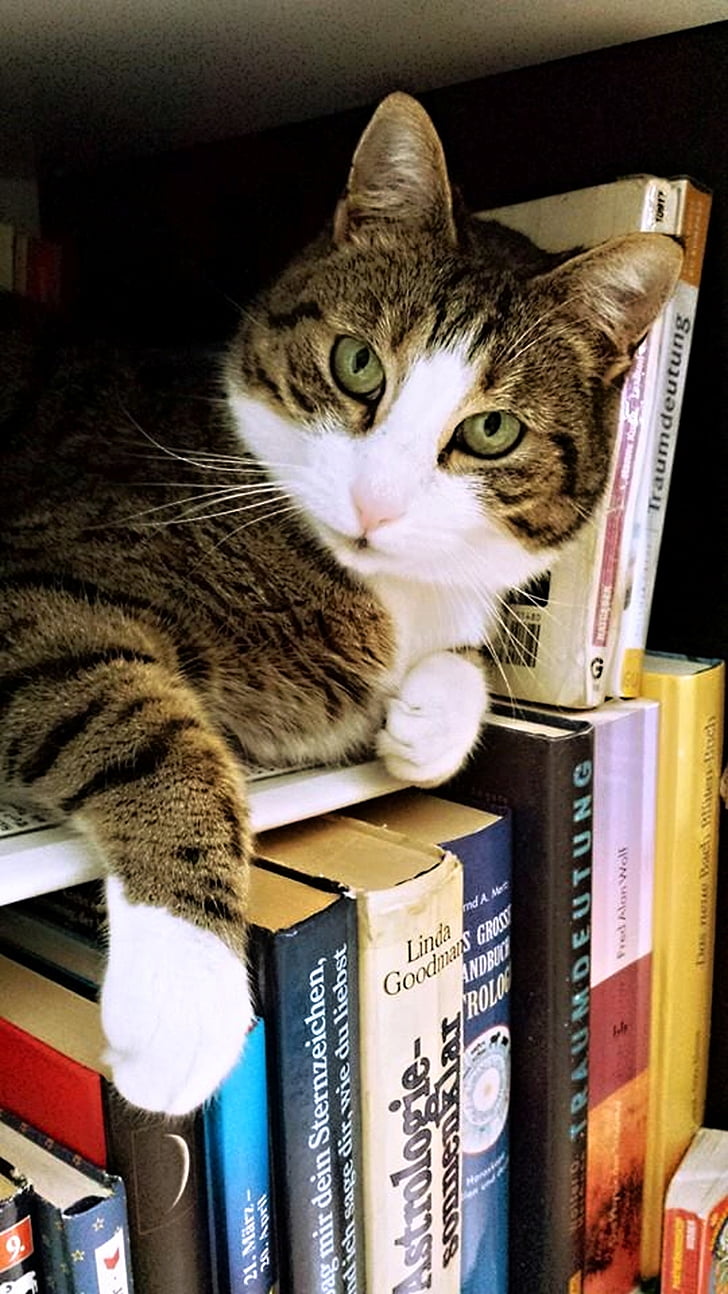 kočka, Tamara, kožešina, tlapky, uši, číst, knihy