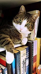 gato, Tamara, peles, patas, orelhas, ler, livros
