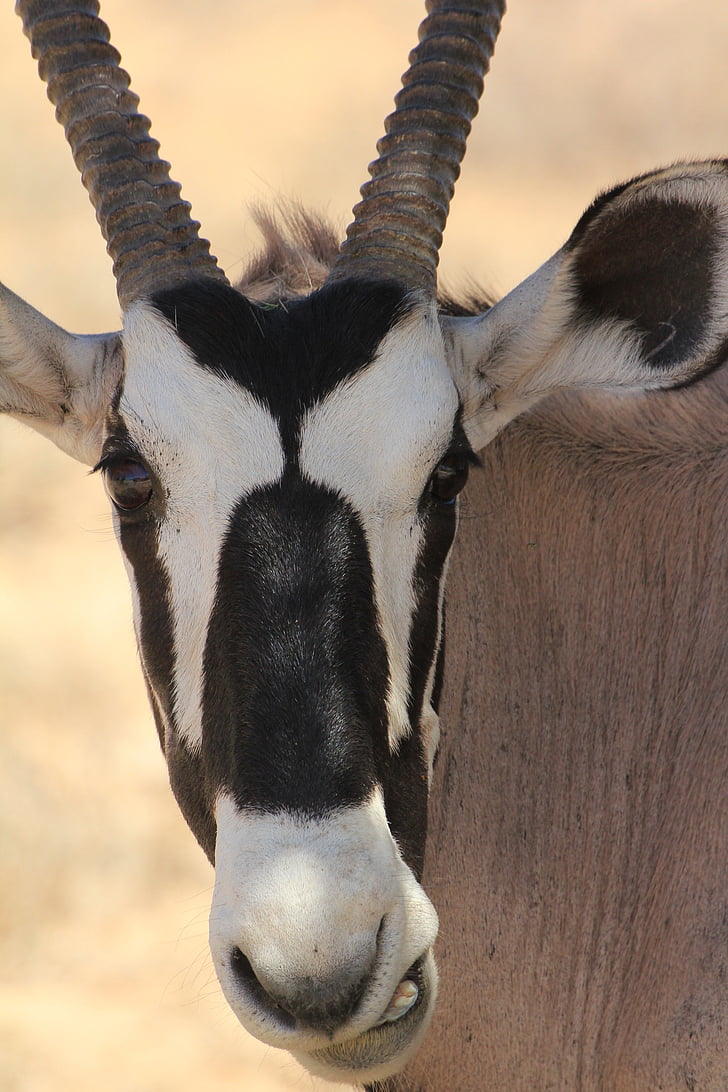 Oryx, Kalahari, animal, l’Afrique, antilope, nature, Safari