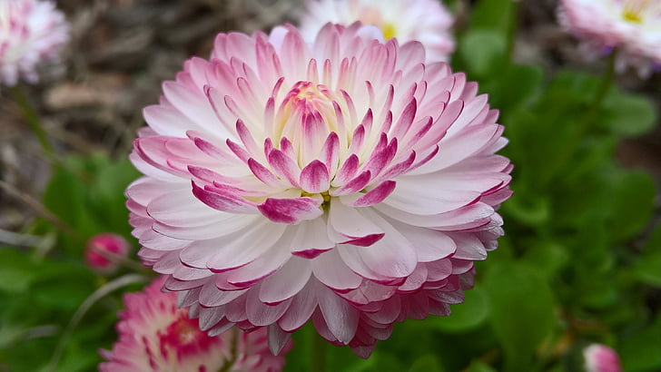 Daisy, tavaszi, szín, Multicolor, fehér, rózsaszín, természet