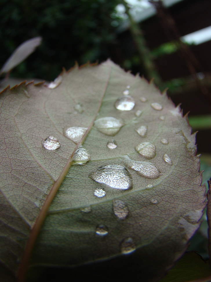 вода, капчици, листа, естествени, природата, капково, дъждовните капки