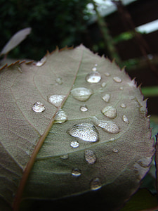 water, droplets, leaf, natural, nature, drip, raindrops