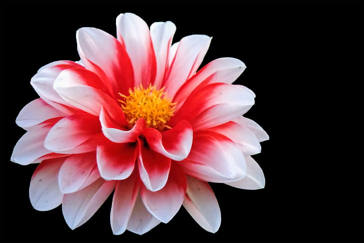 Blossom, nở hoa, màu đỏ trắng, Hoa, Dahlia, Dahlia Sân vườn, nền đen