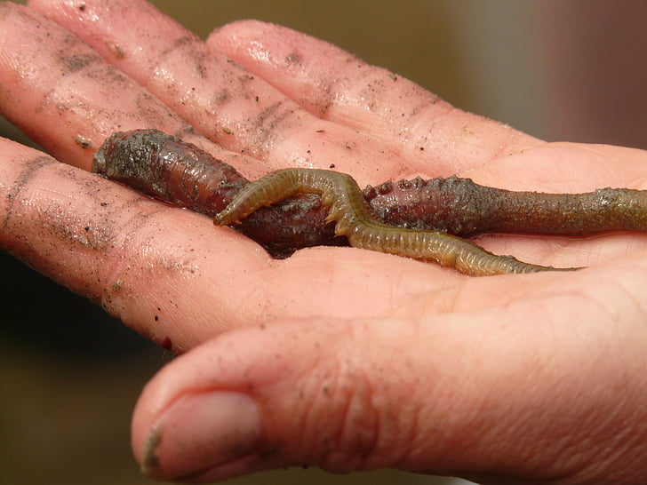 listrado worm lago, Worm, espécie de verme, nereis diversicolor, anelídeo, mar de Wadden, Watts