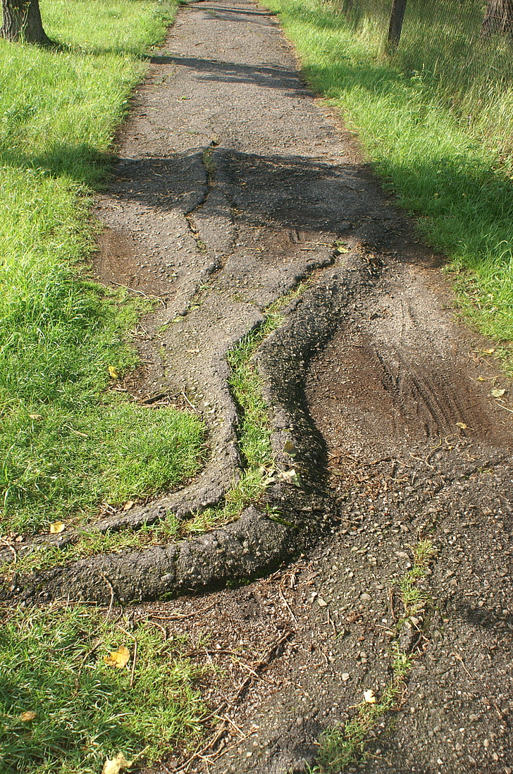 Ruta de acceso, asfalto, raíz, agrietado, hierba, dañado, sombra