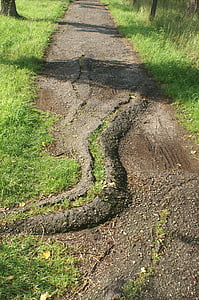 path, asphalt, root, cracked, grass, damaged, shadow