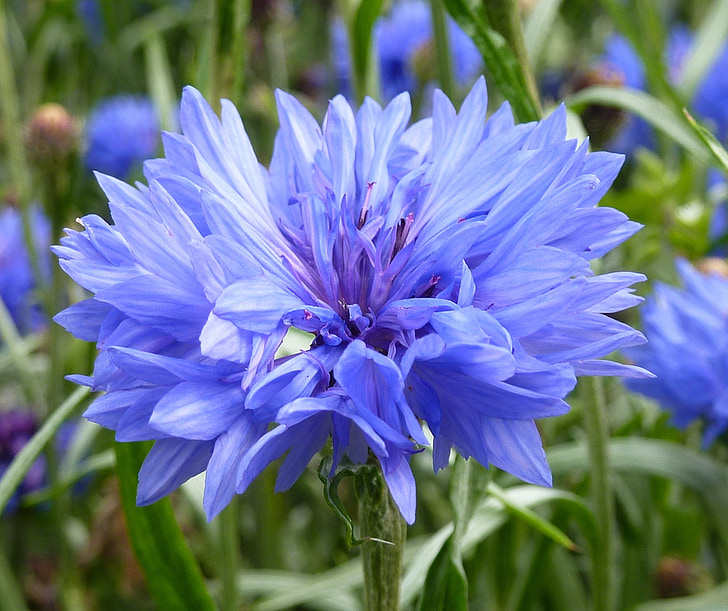 chaber, niebieski, Latem, dzikie kwiaty, Natura, fioletowy, roślina