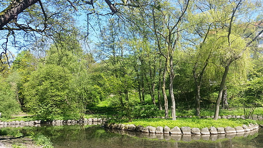 parku, Les, strom, zelená, Příroda