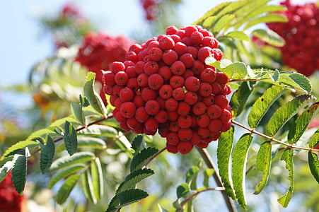 Rowan jagode, sadje, rowans, gorsko-pepel, rdeča, severnih