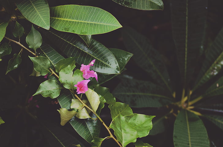 фіолетовий, цвітіння, рослини, денний час, листя, Тропічний завод, тропічних рослин