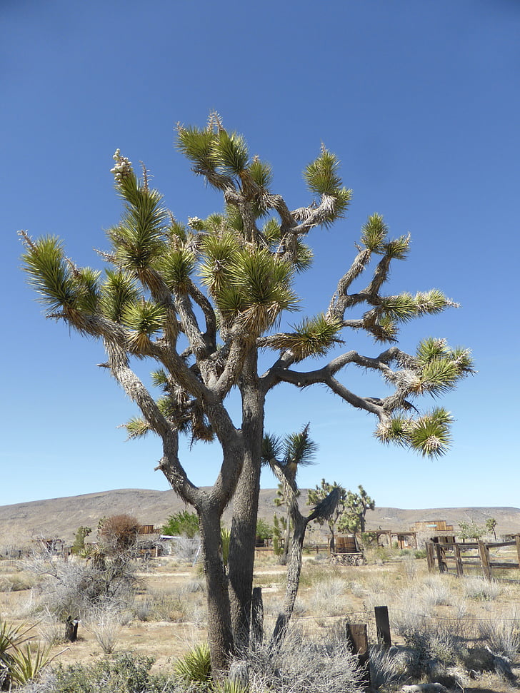 Joshua tree, Mohave, Californië, woestijn, Verenigde Staten