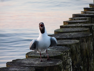 seagull, baltic sea, bird, water bird, beach, usedom, evening