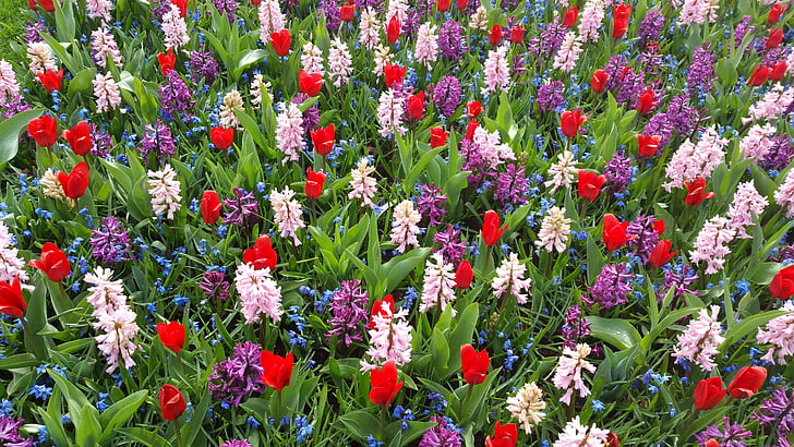 purple, crocus, flowers, spring, spring crocus, white, violet