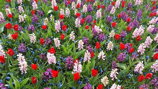 violetti, Crocus, kukat, kevään, kevään crocus, valkoinen, Violet