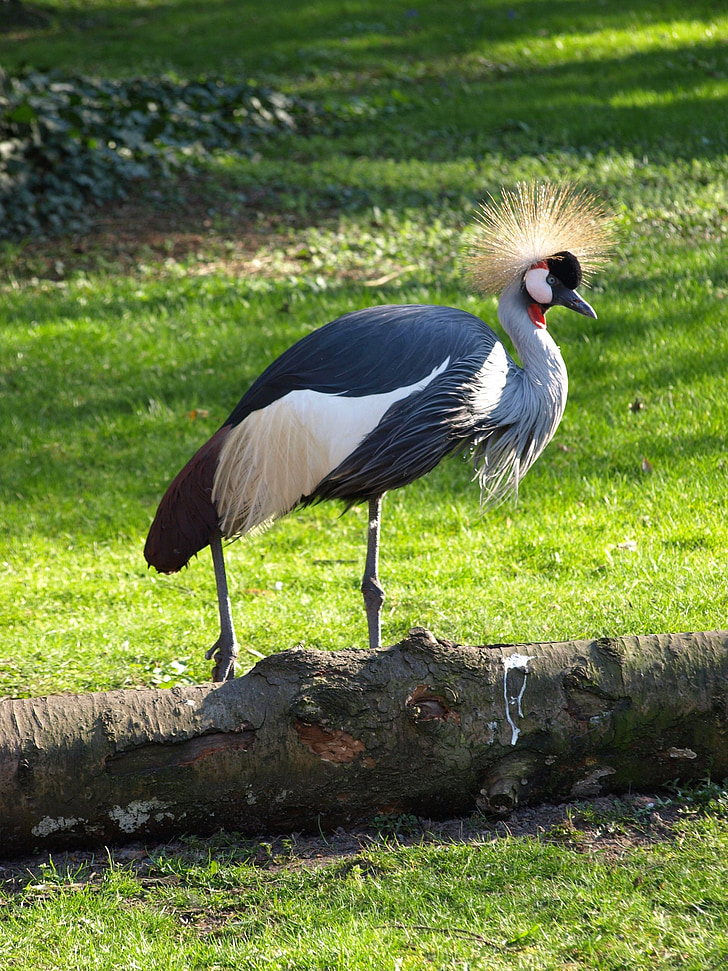 fågel, Zoo, Zoologisk trädgård, Plume, Warszawa, grå krönt crane, djur