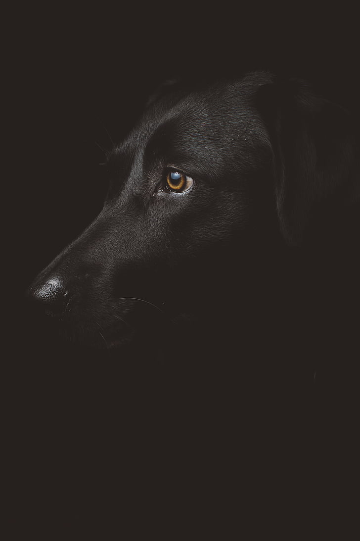 black, labrador, retriever, animal, dog, puppy, pets