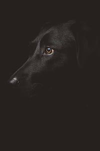Crna, Labrador, retriver, životinja, pas, štene, Kućni ljubimci