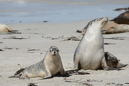 seals, in, kangaroo, island, wildlife, animals in the wild, animal wildlife