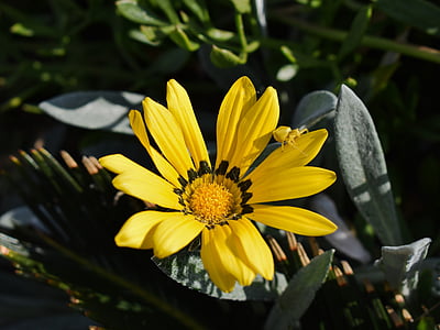 gazania, beetle, yellow, insect, adaptation, flower, nature