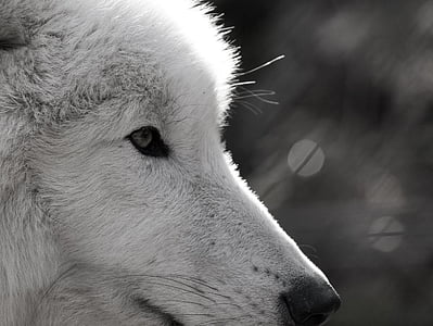 Wolf, Polarwolf, wildes Tier, Auge, in der Nähe, Wildpark, Pelz