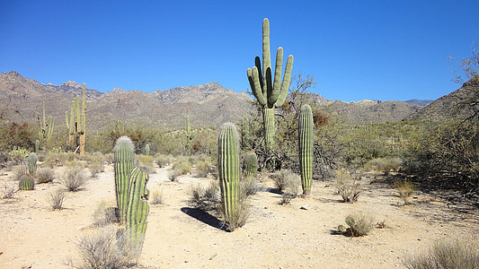 Wüste, Kaktus, Arizona, Tucson, Sträuchern, Sand, Saguaro