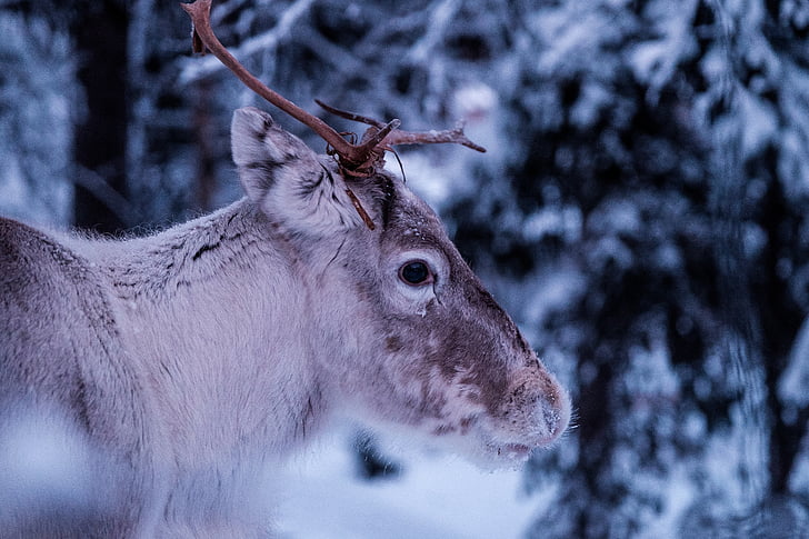 deer, antlers, snow, nature, mammal, wildlife, animal