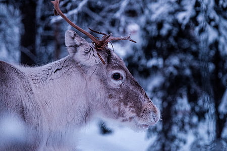 Deer, kaviot, lumi, Luonto, nisäkäs, Wildlife, eläinten