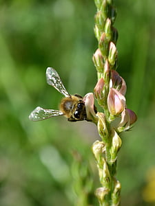 abeja, abeja recoge la miel, abeja posado color, insectos, flor, planta, animales en la naturaleza