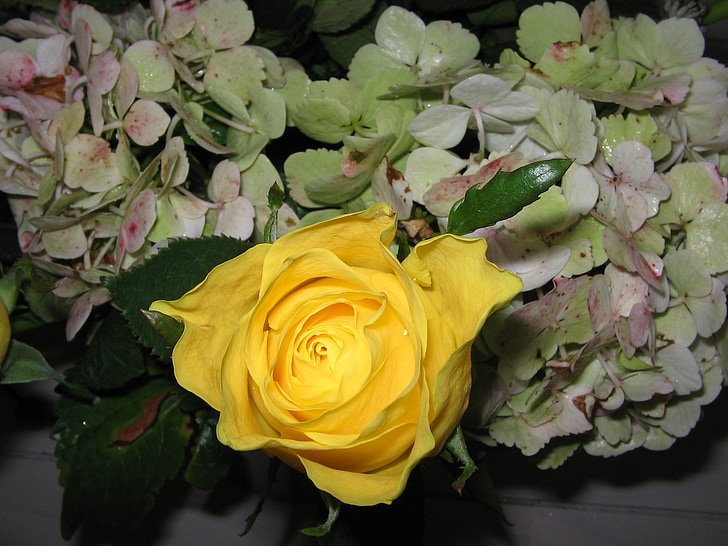 rose, yellow, plant, nature, close up, rose bloom, beautiful