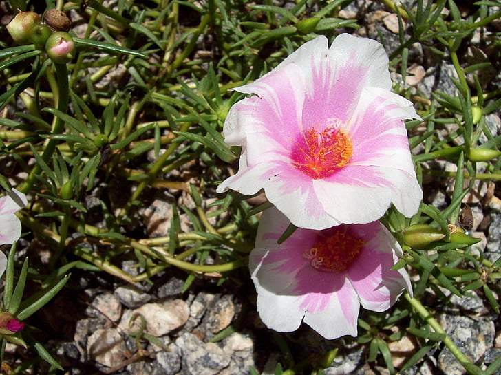 rosa, pink flower, grass, ground, nature, spring, flower