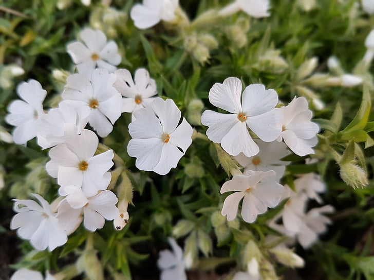 flowers, spring, floksy