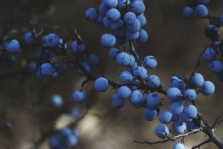blueberries, vine, fruit, food, fresh, sweet, ripe