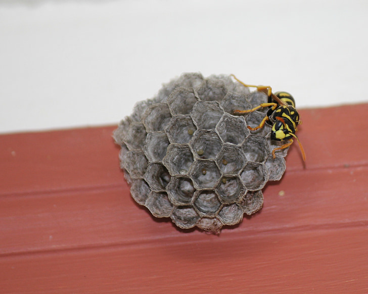WASP, žlutá saka, podregistr, hnízdo, žlutá, plástev medu, černá