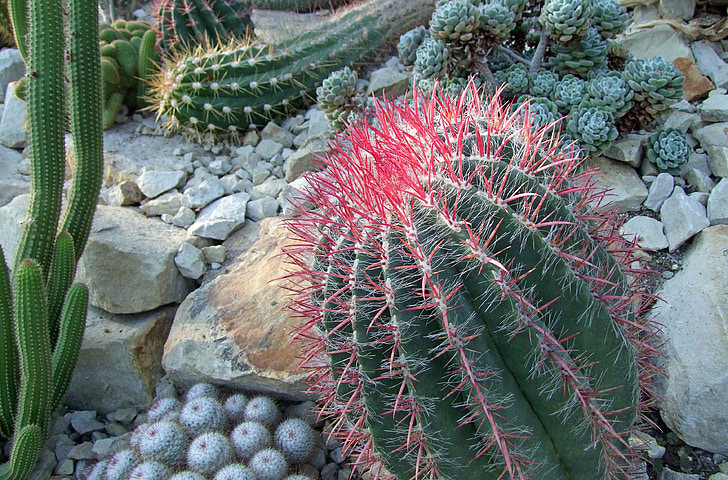 kaktus, Cactaceae, kaktus kasvuhoone, kipitav, roheline, punane, loodus