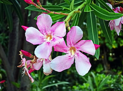 laurier rose, pink flower, toxic, oleander, plants, nature