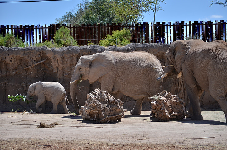 elefant, elefants, família, zoològic, vida silvestre, animal, Parc