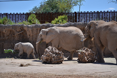 Słoń, słonie, Rodzina, ogród zoologiczny, dzikich zwierząt, zwierząt, Park