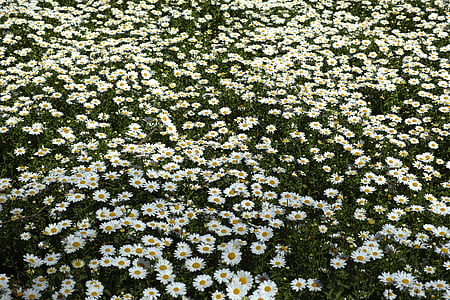 wiosna, Daisy, ogród, obraz z kwiatami, wzrost, żywe kolory, krajobraz